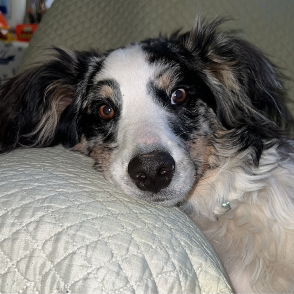 Meet your Posher, Carly